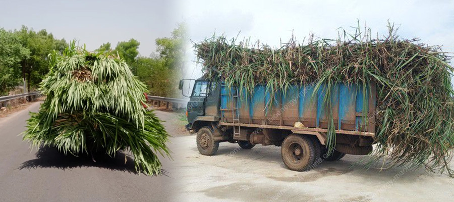 Napier Grass Contract Farming